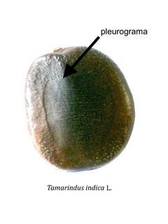 Pleurograma 1